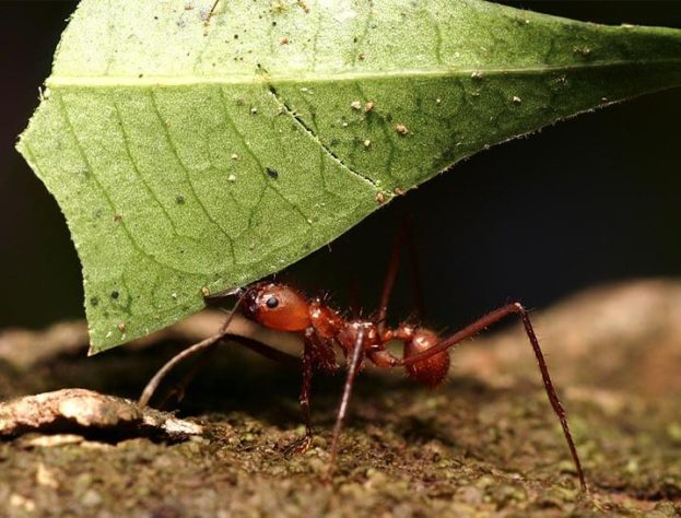 أجمل صور نملة عجيبة تحمل ورقة شجرة ضعف وزنها Ant Carry Tree Leaf